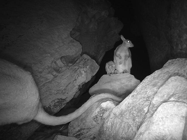 Wiliji family photographed by a sensor camera in Grant Range in West Kimberley. Picture: Nyikina Mangala Rangers