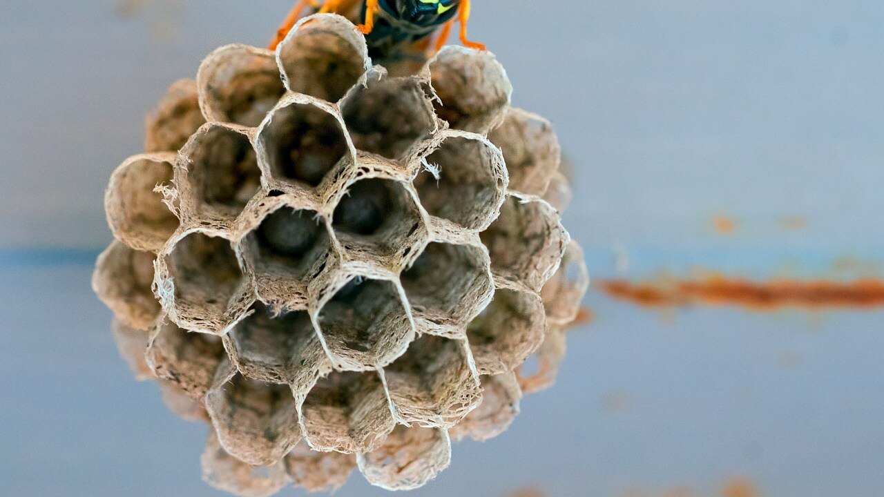 Ground Up Wasps Nests Shouldn’t Go Near Your Vagina Warns Top Doctor Body Soul