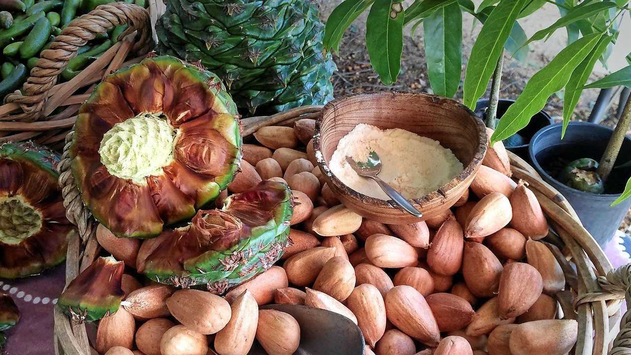 Bunya Nut Bounty: How To Process And Cook Australian Native