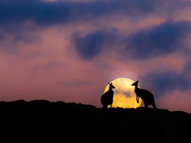 Margaret River Discovery Comapny’s ‘Sunset Kangaroos’ post was judged the best photograph on social media by Tourism Australia and Qantas. Picture: Sean Blocksidge