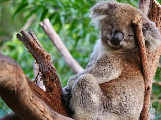 Australia’s ecosystems, wildlife and people are under threat from the decline of the natural environment, the report warns. Picture: Supplied via Healesville Sanctuary