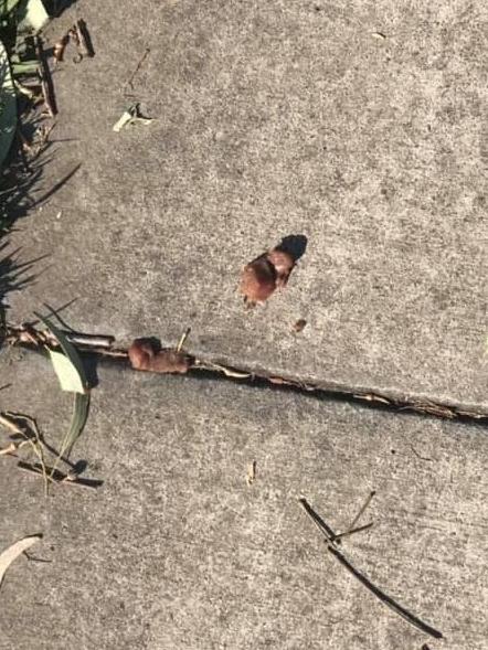 This photo is being shared around dog lover groups on Facebook, claiming to be pieces of meat oddly left in or near a dog park in Runcorn on Wednesday. Picture: Facebook