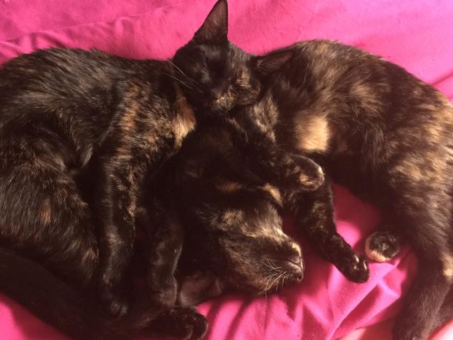 Twins Penelope and Zoie have the sweetest sisterly bond. Picture: Tahnee