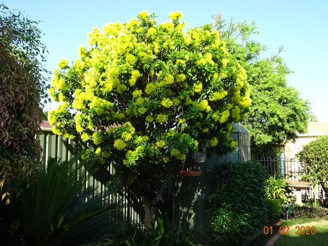 IN BLOOM: A magnificent golden penda in all its flowering glory. Alan Hartley