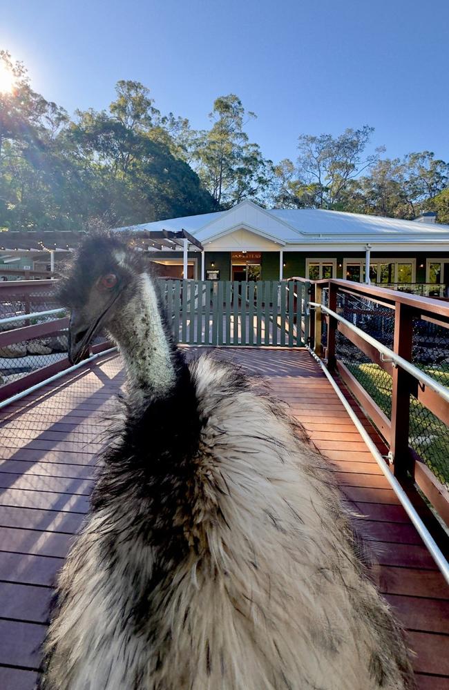 Curly the emu at the Currumbin Wildlife Sanctuary's new restaurant, The Homestead. Photo: Facebook