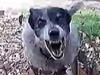 NT posties equipped with new dog deterrent after spate of attacks