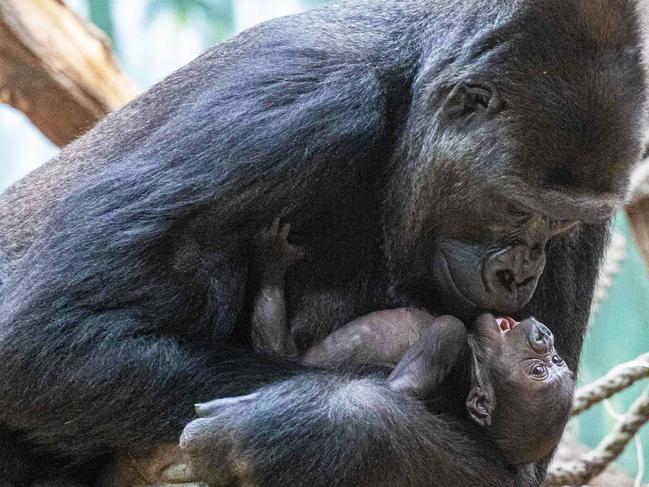 TOPSHOT - Duni, a western lowland gorilla, holds her 16 days new born as they rest at the Zoo in Prague,on January 18, 2024. (Photo by Michal Cizek / AFP)