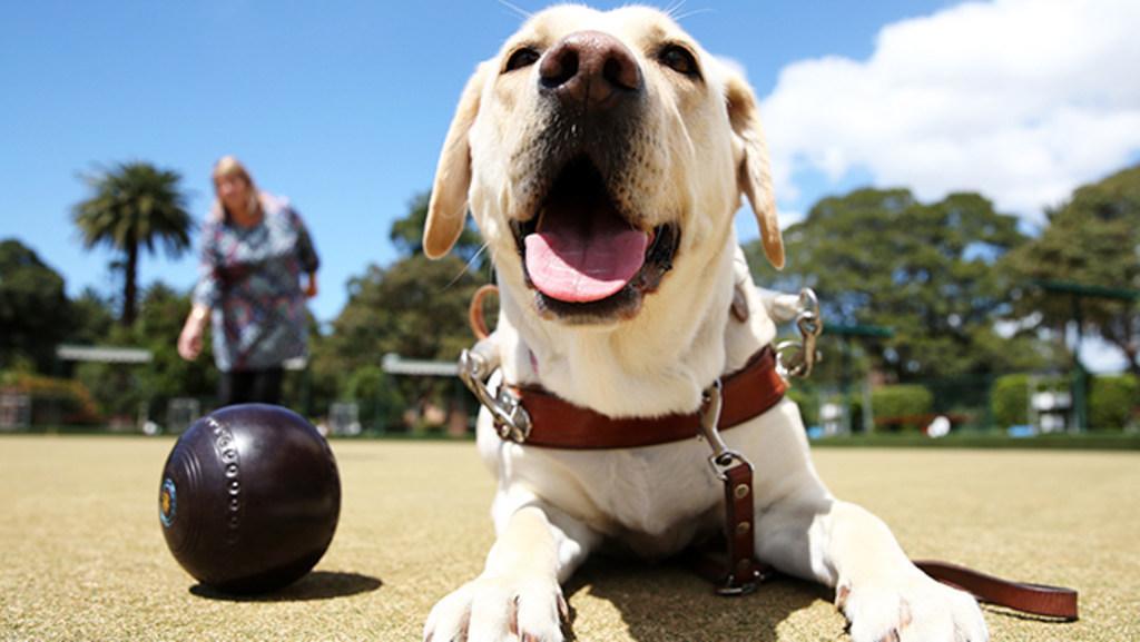 Guide Dogs NSW/ACT encourage people with vision loss to seek help