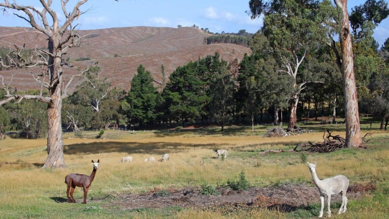 The acreage’s new owners will inherit pet alpacas Bernie and Ernie, plus some sheep and horses.