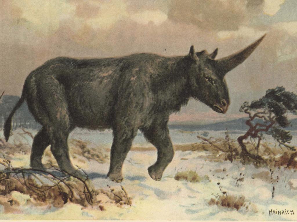 Elasmotherium was an extinct genus of giant rhinoceros native to Asia during the Pliocene through Pleistocene eras. Picture: Florilegius