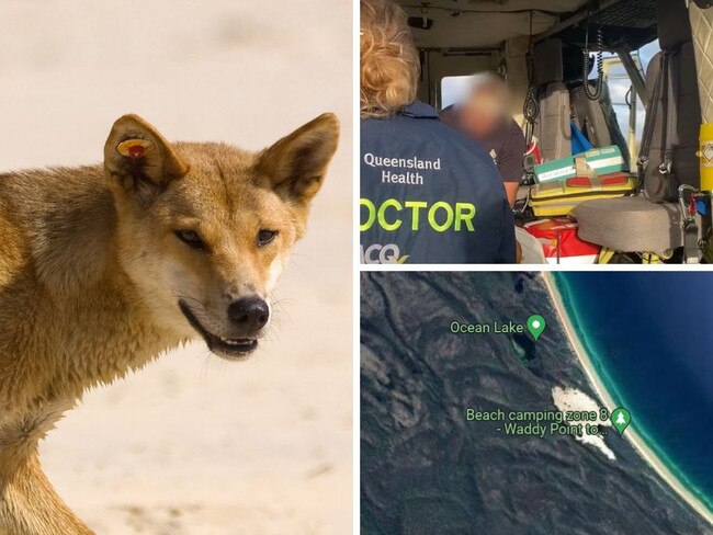 Authorities have made a massive call on what will happen to a dingo that mauled a five-year-old boy at a popular tourist destination.