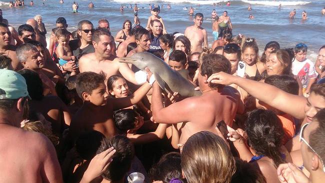 PICTURED: crowd of people taking selfies with the baby dolphin A tourist who found a baby dolphin on the shore has been accused of causing its death after picking it up and carrying it onto the beach so everybody could get a closer look – and take pictures with it. But it is believed the selfies cost the life of the dolphin after it was found on the Argentine beach resort of Santa Teresita in the north-eastern Buenos Aires Province. Fellow beach-goer, Hernan Coria, was one of those who took a series of photos of the incredible moment that the man picked up the La Plata dolphin - also known as the Franciscana dolphin - (Pontoporia blainvillei) and held it high in the air like a trophy. Dozens of people crowded round to get a look of the squirming calf as they strained to touch it, and have their photos taken with it. Dolphins can live to be twenty years old, but a short while after being taken out of the water and manhandled, the baby dolphin died. The last tragic images show the body, abandoned on the sand with all the novelty having worn off now that it was no longer alive. The episode has caused the Wildlife Foundation in Argentina to emit a public reminder about the vulnerable species, which only present off the coast of Argentina, Uruguay and Brazil. "The Franciscana, like other species, cannot remain for much time outside of the water, it has thick fatty skin which gives it heat and means that taking it out of the water rapidly causes it to dehydrate and die", they said. "This occasion serves to inform the public about the urgent necessity to return these dolphins to the sea as soon as possible if they find them on the shore. It is fundamental that people help to rescue these animals, because every Franciscana counts now", they finished. The Franciscana dolphin is listed as "Vulnerable" in the International Union for Conservation of Nature (ICUN) Red List of Threatened Species. However, the Franciscana is of particular conservation concern because of i