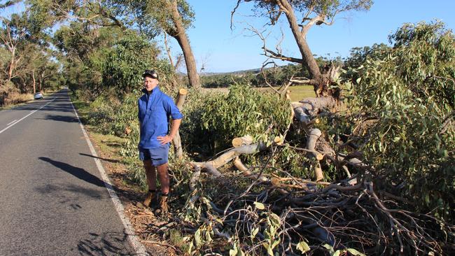 Ignition point: Scotts Creek dairy farmer Michael Rhode with the fallen tree that downed powerlines then sparked the recent fire on his farm. Picture: Peter Hunt