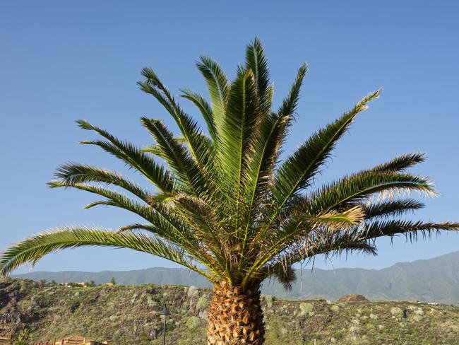 EMBARGO FOR TWAM 3 JULY 2021Canary Island Date Palm (Phoenix canariensis) on La Palma, Canary Islandsic : iStock