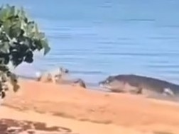 A small dog has been snatched by a huge croc near Weipa. Picture: Supplied