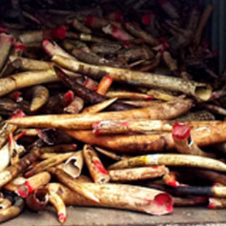 10 tonnes of illegal ivory from Malaysia. Poachers target elephants for their ivory.