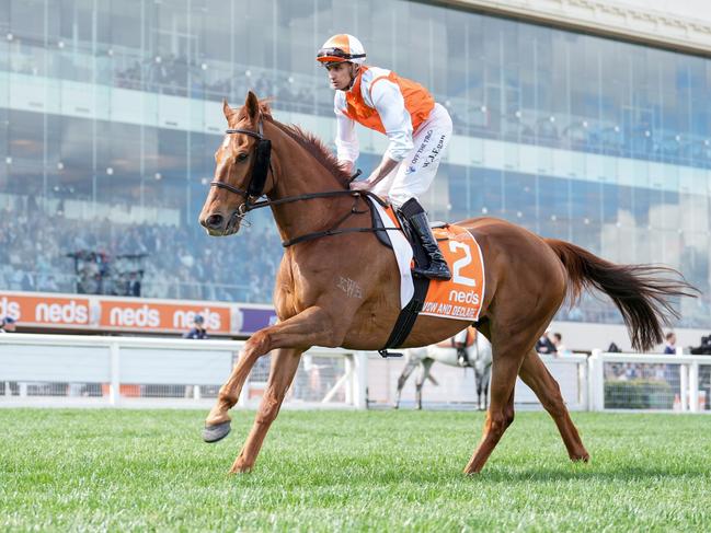 Vow And Declare on the way to the barriers prior to the running of the Neds Might And Power at Caulfield Racecourse on October 14, 2023 in Caulfield, Australia. (Photo by Scott Barbour/Racing Photos via Getty Images)