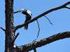 Mum's fears after magpie attacks in popular Bundaberg park