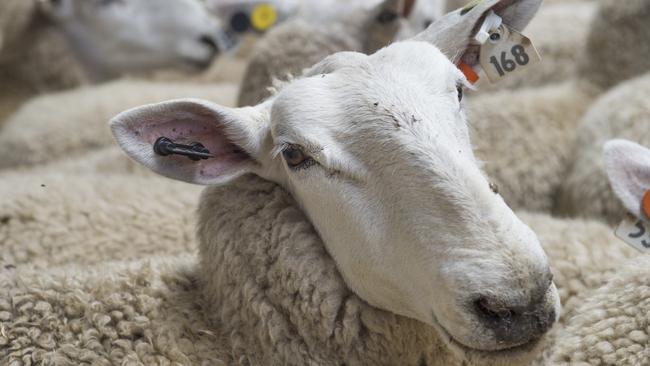 LIVESTOCK: Stud Dispersal Sale Johno's Stud dispersal sale. Generic sheep. Pictured: Border Leicester ewes. Generic sheep. Wool.