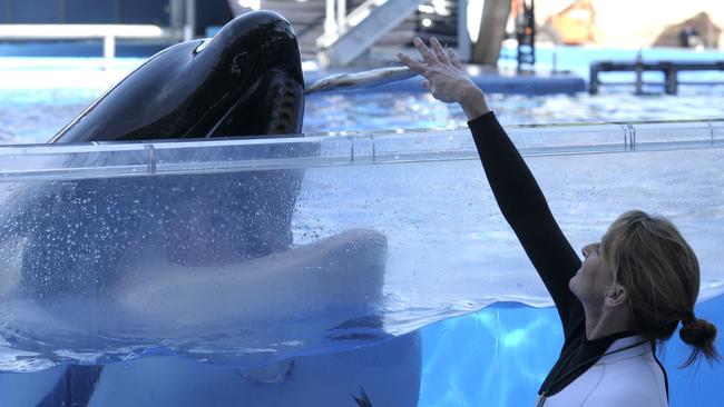 In a March 7, 2011 photo, Kelly Flaherty Clark, right, director of animal training at SeaWorld Orlando, works with killer whale Tilikum during a training session at the theme park's Shamu Stadium in Orlando. Picture: AP Photo/Phelan M. Ebenhack, File