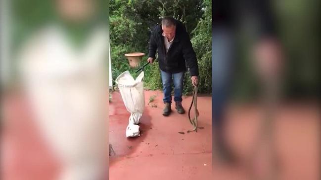 Three snakes caught by Adelaide Snake Catchers at a property in Clarendon.