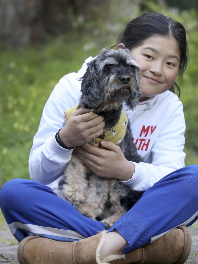 Mia, 12, holds her pet dog Tony after his ordeal with a koala joey. Picture: Dean Martin