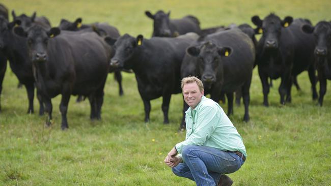 Tim Wilson farms purebred Angus cattle across three properties in Gippsland with his wife Anna. Picture: Dannika Bonser