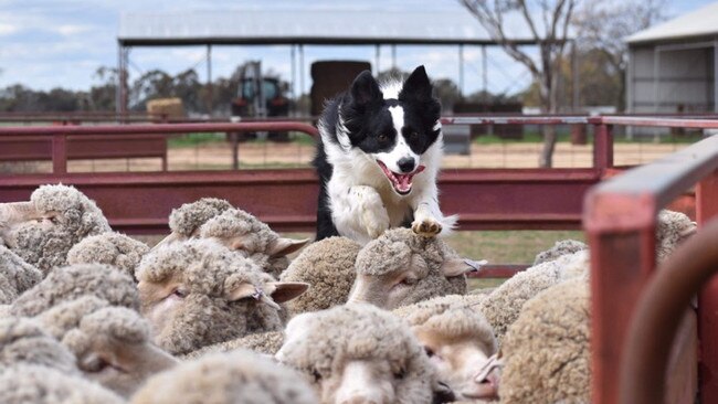 Jackson is keen to use his cropping acumen and apply it to breeding prime lambs.