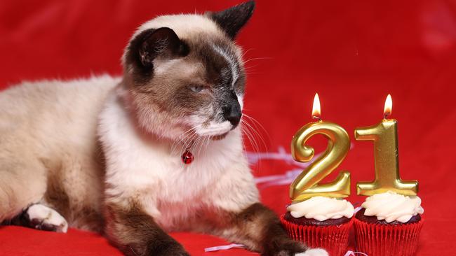 Blue the Oldest Rescue Cat , heÃ¢â¬â¢s over 21 years old . For Judith Kerr Yarn . Pic Annette Dew