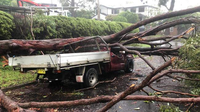 A tree crushed a ute parked on Terrigal Rd at Terrey Hills,. Picture John Winter (Facebook)