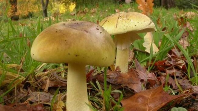 Amanita phalloides showing volva at base of stipe (left) and underside with pale lamellae and annulus on stipe (right). DEATH CAP MUSHROOM. Source: Royal Botanic gardens Victoria