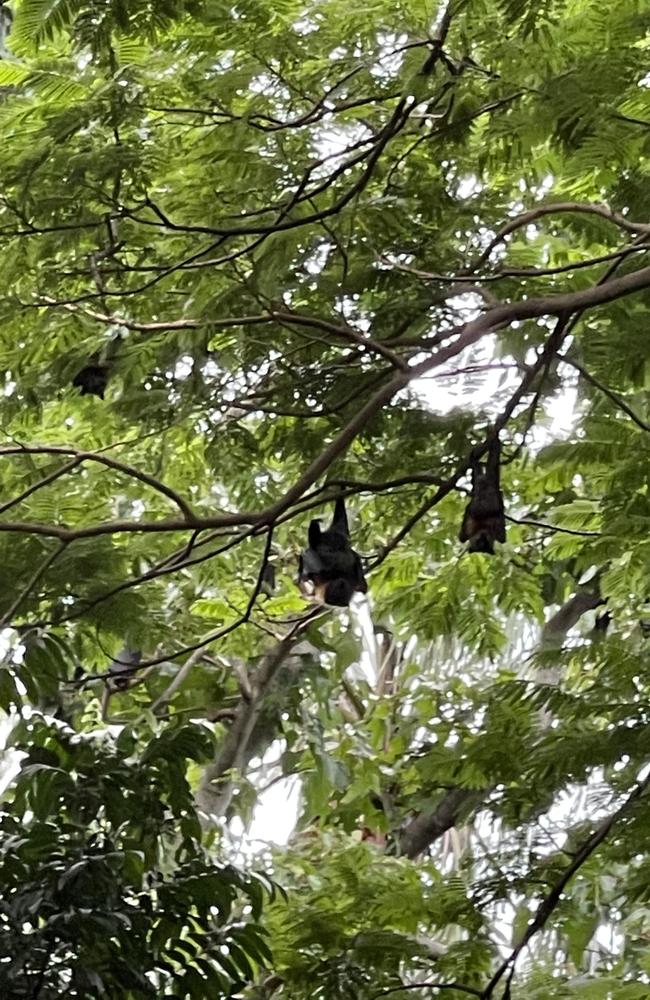 Bats at Perrin Park Toowong. Picture: Des Houghton