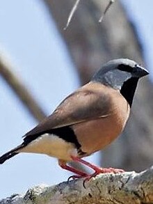 The black throated finch is a serial offender when it comes to holding up major development projects.