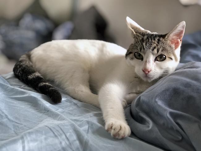 An apple iPhone portrait of Lola the kitten in Sydney, Australia. Picture: Nicholas Eagar