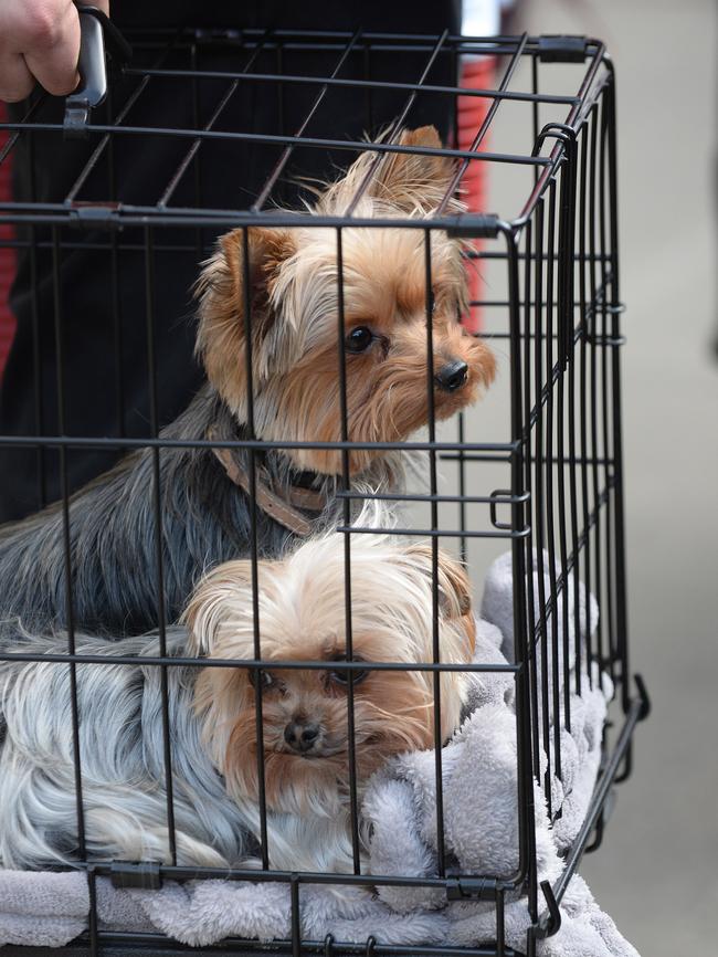 Depp and Heard’s dogs at the centre of the tense US-Australia relations.
