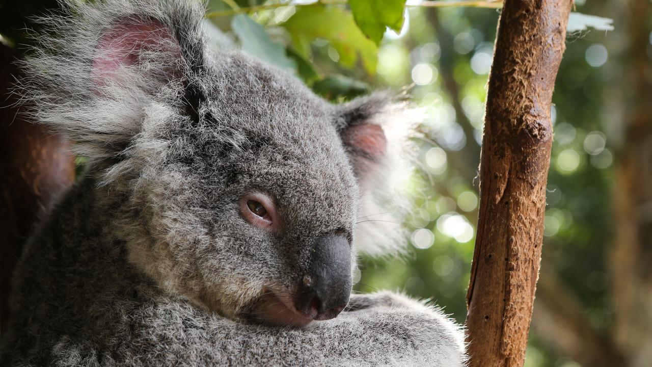 Seven ministers could be sacked over changes to the koala protection bill. Picture: NCA NewsWire / Gaye Gerard