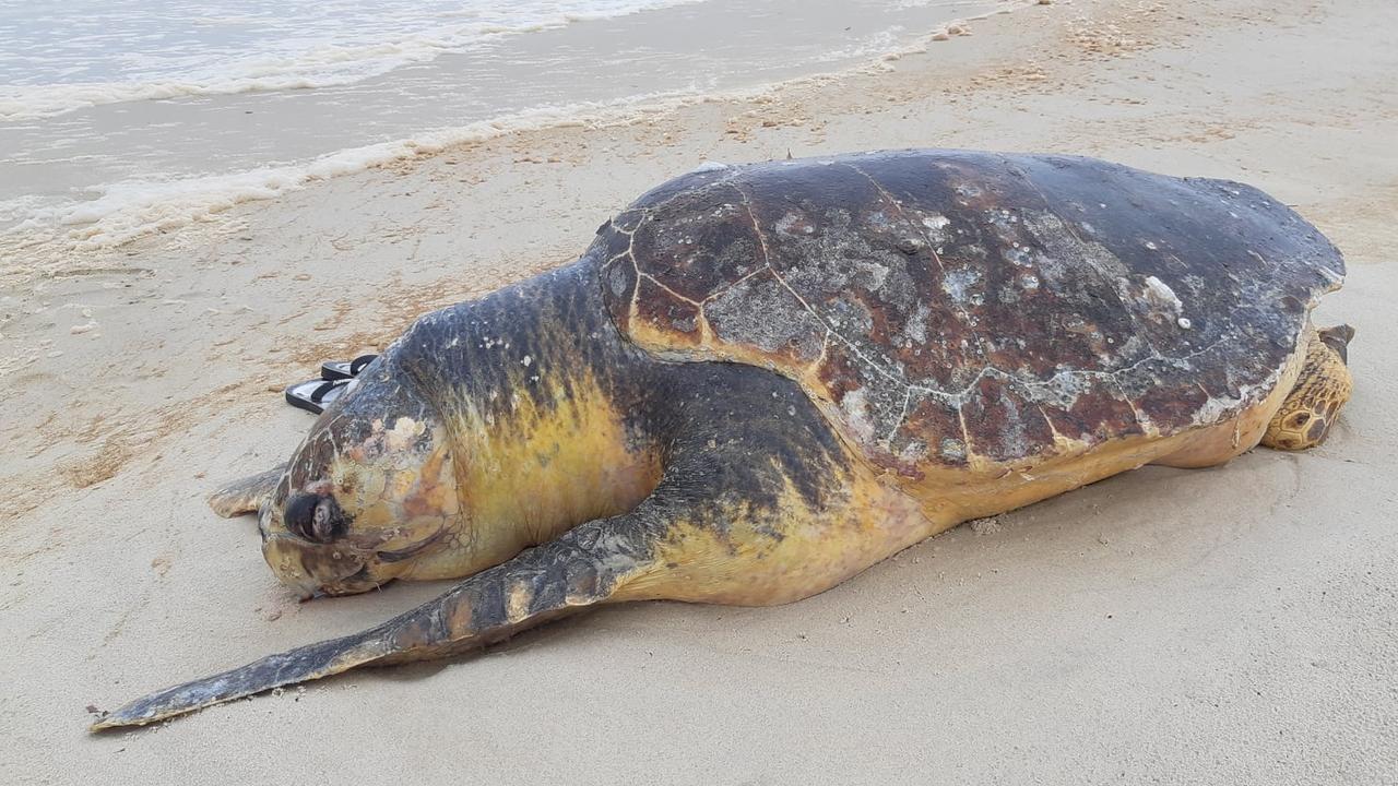 Loggerhead turtle dead on Kingscliff Beach | Daily Telegraph