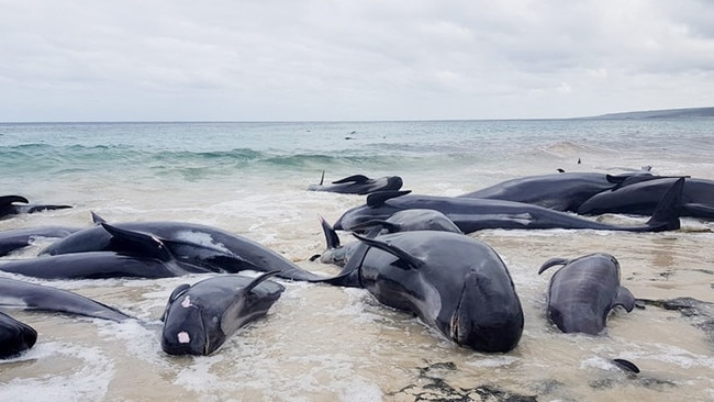 Some of the whales at Hamelin Bay, 10km north of Augusta. Picture: Leaarne Hollowood