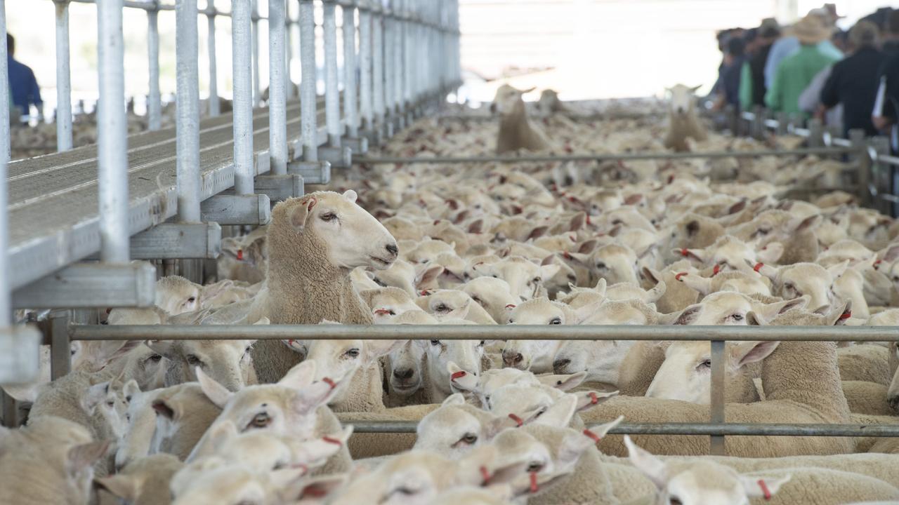 Wool, lamb markets to remain strong in 2019, The Land