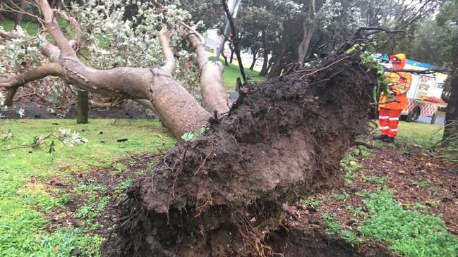 Randwick City SES deal with a large tree uprooted by the rain and wind.