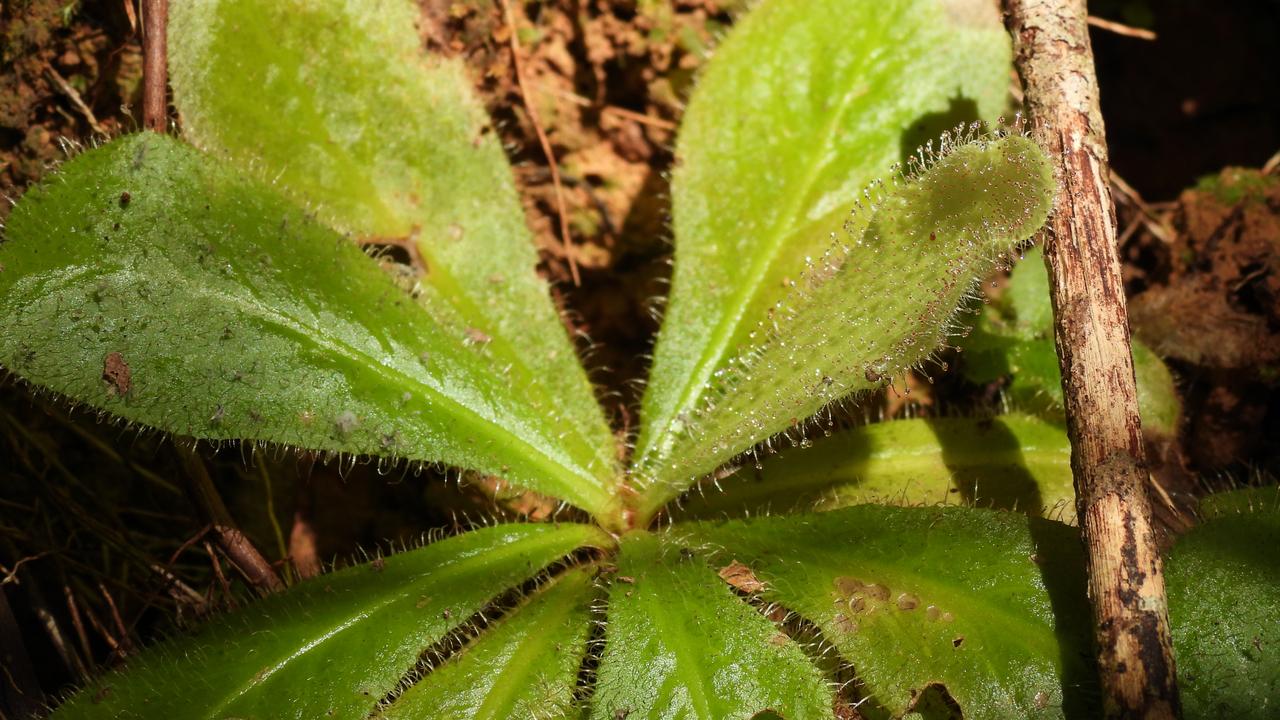 JCU conservationists, researchers saving threatened plant species ...