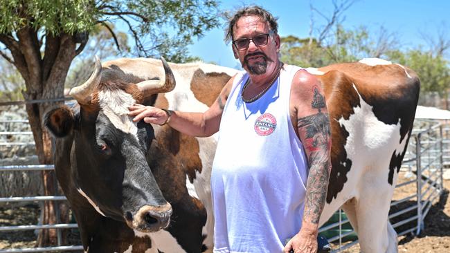 Mark Aldridge with Jasper the cow at South Australian Humane Animal Rescue Association (SAHARA) at Morgan, owned by Carole Morris and Shane Jones. Picture: NewsWire / Brenton Edwards