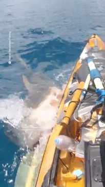 Fisherman captures scary encounter with tiger shark on GoPro in Hawaii ...