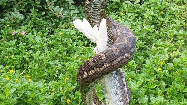 A Carpet Python at a home in Maroochydore finishing off a Cockatoo. Photo: Sunshine Coast Snake Catchers 24/7