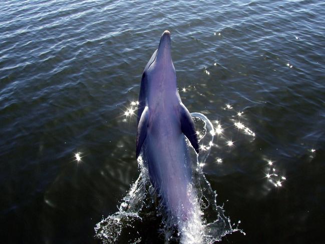 Billie the dolphin "tail-walking" next to Port River Dolphin Explorer boat at Port Adelaide, SA 12 Mar 2007. tail-walk