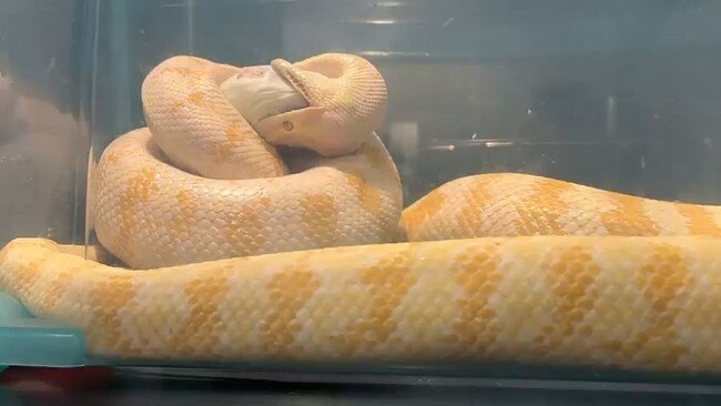 A shot from the video of Anthony Mather's albino python eating a rat. His snake has been missing for months.