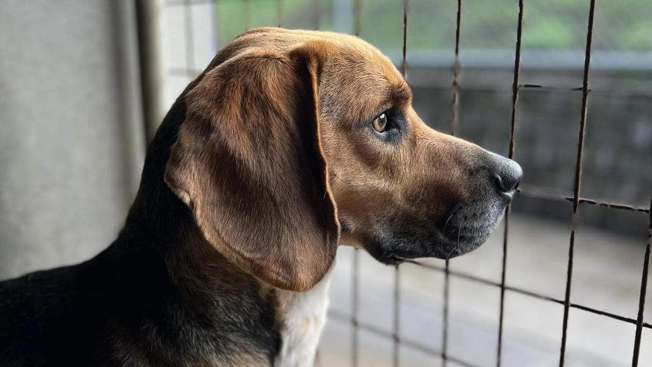 ‘Heartbreaking’: The dogs no-one in Tasmania wants