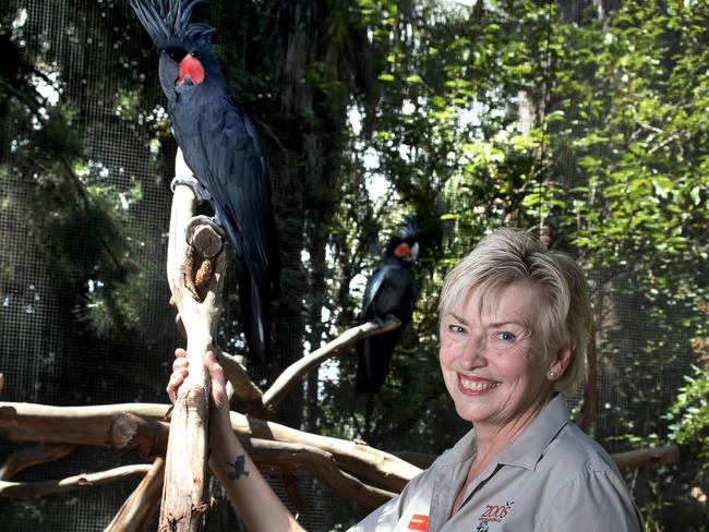 Elaine Bensted, CEO at Adelaide Zoo for Woman of the Year. Pictured with Ã¢â¬ÅSeisaÃ¢â¬Â, a Palm Cockatoo. 22 February 2024. Picture Dean Martin