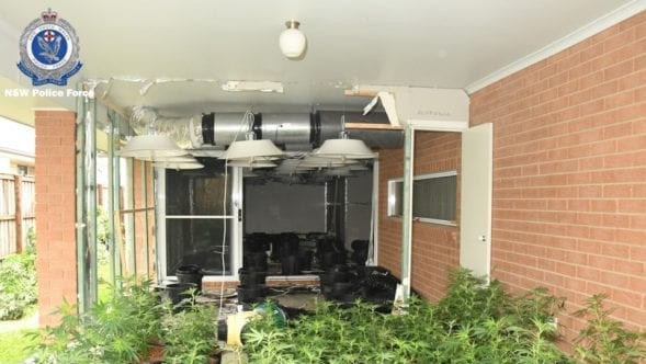 Strike Force Devom seized cannabis plants from a Aberglasslyn property. Picture: NSW Police.