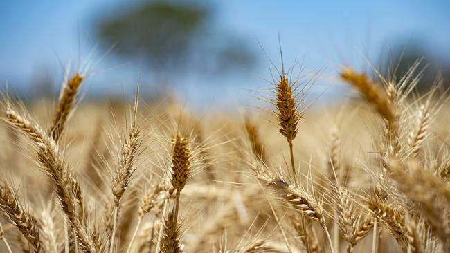 Taking a hit: Global grain prices are weaker and consumers are gaining some relief from lower wheat prices. Picture: Zoe Phillips